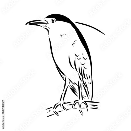 croaker bird, vector sketch