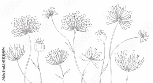 Elegant flower illustration features delicate dill flowers in a minimalist style
