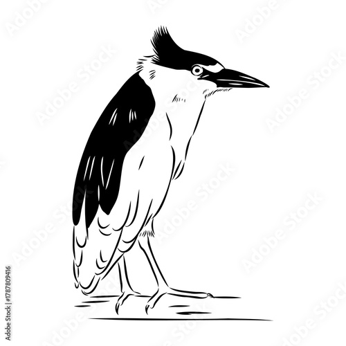 croaker bird, vector sketch