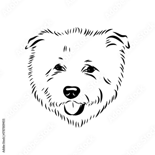 Glenn Imaal terrier, vector sketch