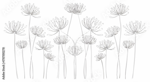 Hand drawn floral field illustration on white. Delicate floral line art drawing of abstract flowers in a row
