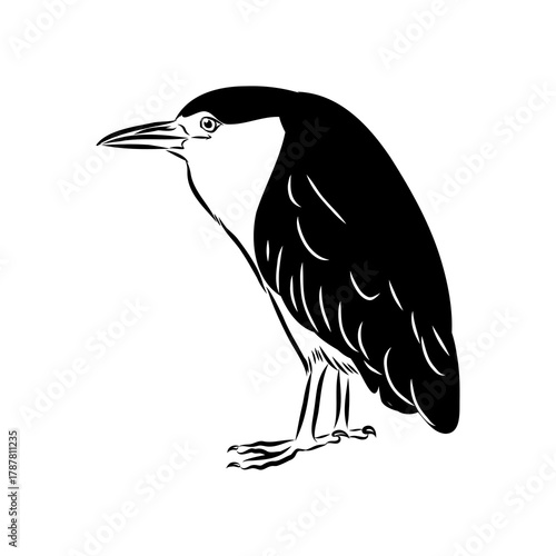 croaker bird, vector sketch