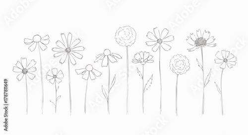 Hand-drawn illustration of wildflowers isolated on a white background. Minimalist sketch of various garden flowers