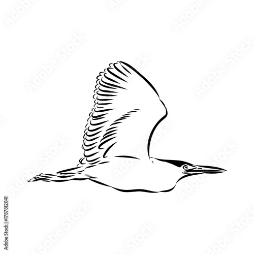 croaker bird, vector sketch
