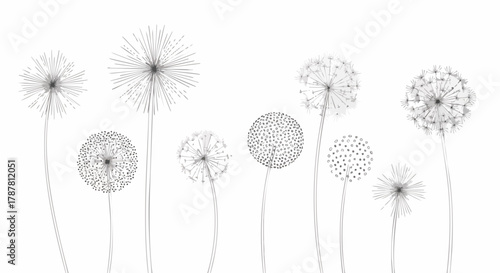 Illustration of dandelion seed heads against a white background. Artistic, hand-drawn design