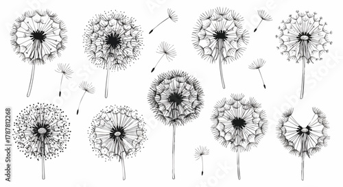 Ink drawing of dandelion flowers. Isolated on a white background. Hand-drawn botanical illustration