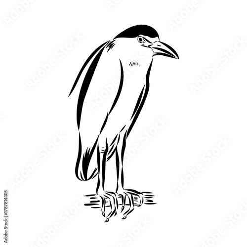 croaker bird, vector sketch