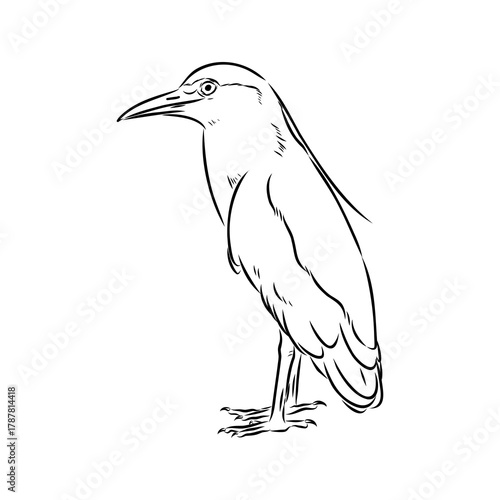 croaker bird, vector sketch