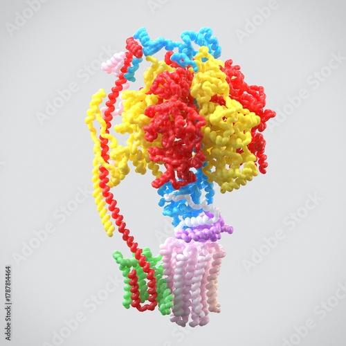 Mitochondrial ATP synthase, illustration
