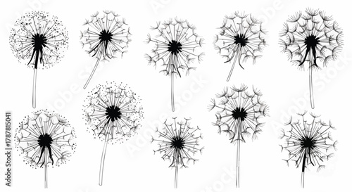 Set of hand-drawn dandelion seed heads in black and white sketch style, isolated on white background for graphic design use