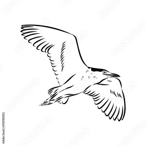 croaker bird, vector sketch