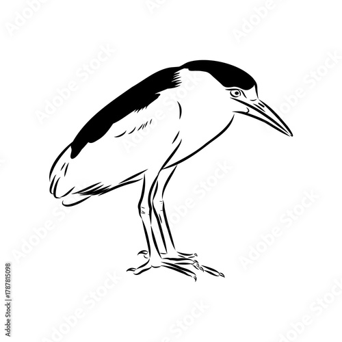 croaker bird, vector sketch