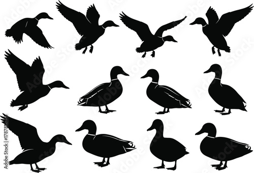 Set of duck silhouettes vector illustration showing flying and standing ducks, wildlife animal collection for hunting, nature, bird design, and outdoor artwork themes