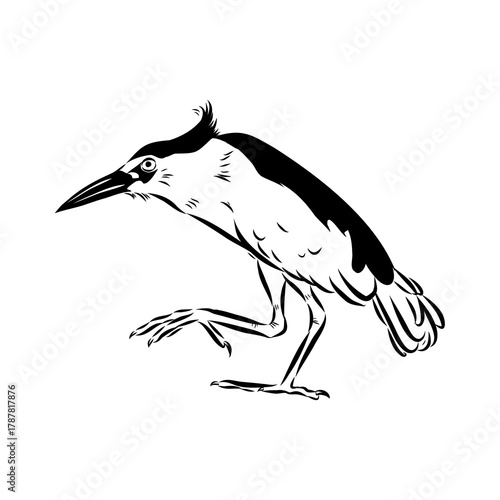 croaker bird, vector sketch