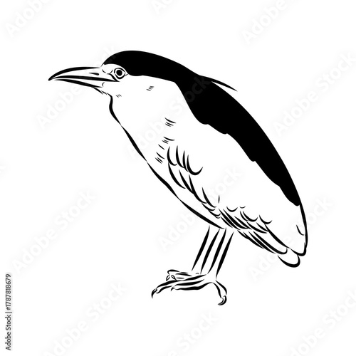 croaker bird, vector sketch