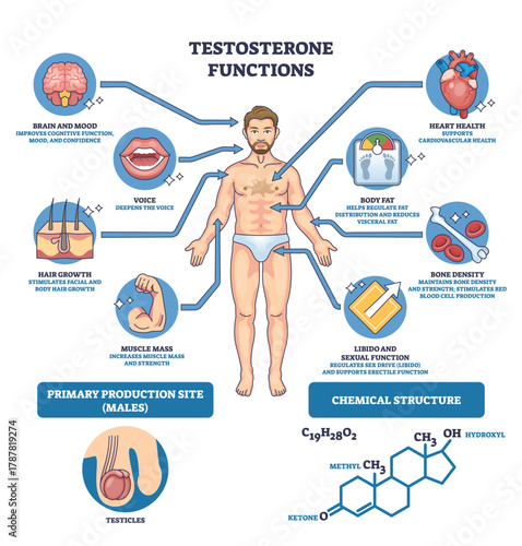 Testosterone functions graphic illustrating a male body with brain, heart, and muscle icons to explain effects on mood, health, and strength. Outline diagram
