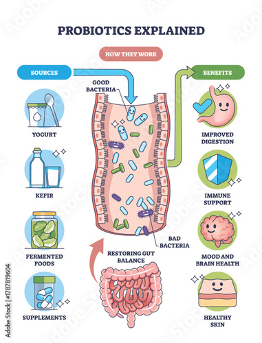 Probiotics explained, brief gut diagram showing good vs bad bacteria with sources and benefits, key objects, intestine, microbes, arrows. Outline diagram