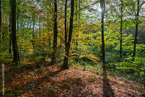 Backlit beech trees with autumn leaves in deciduous woodland, East Sussex, England, United Kingdom, Europe