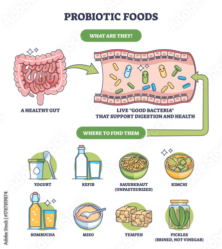 Probiotic foods brief graphic shows a healthy gut with good bacteria and sources like yogurt and kimchi, illustrating digestion support. Outline diagram
