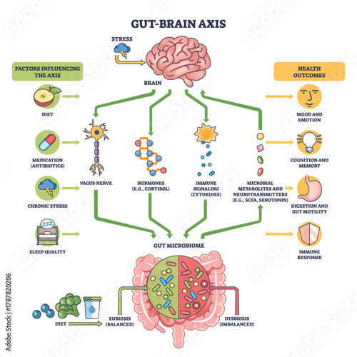 Gut-brain axis overview showing brain, gut microbiome, and vagus nerve exchanging signals for mood, cognition, digestion, and immune balance. Outline diagram