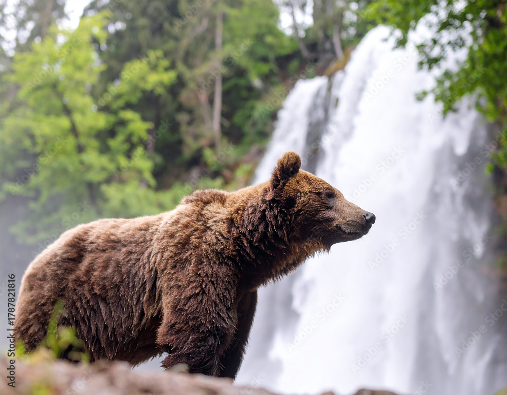 Obraz premium Portrait image of brown bear standing at the top of waterfall. surrounded by lush green trees. 