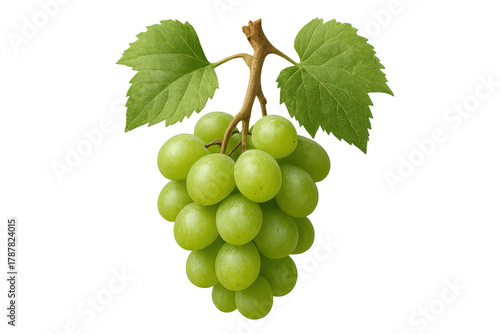 Bunch of green grapes hanging from a vine with fresh leaves, showing healthy organic fruit, transparent background