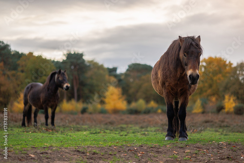 Φωτογραφία exmoor wild ponies grazing in field in autumn