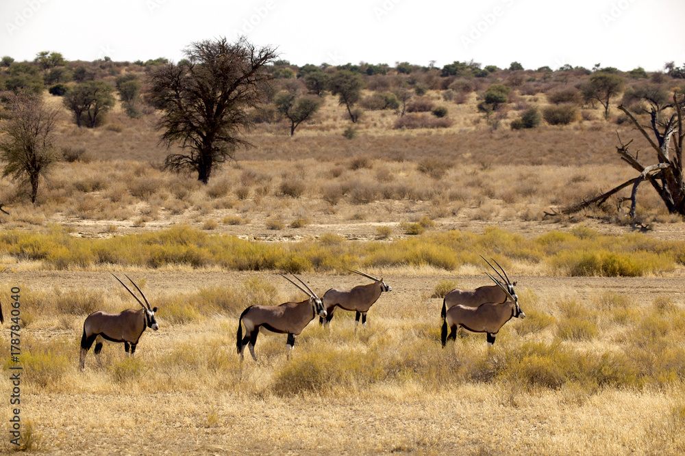 Naklejka premium oryx gazella in Kalahari 002 