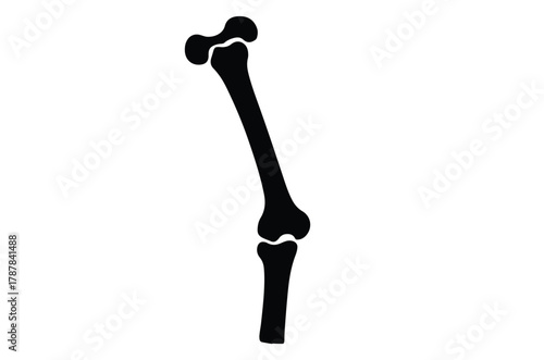 Human femur thigh bone silhouette vector illustration design on white background