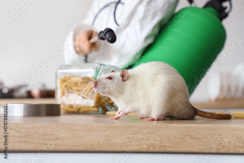 Photos Little rat on table during disinfection in kitchen, closeup