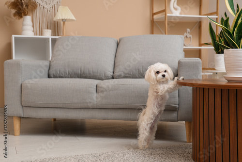 Cute Maltese dog and wooden...