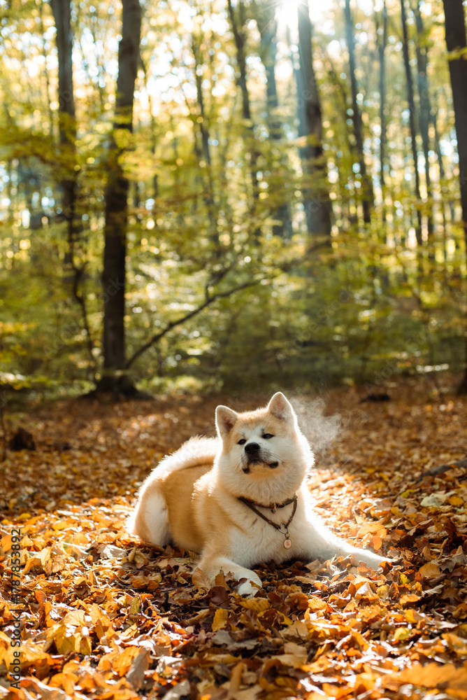 Fototapeta premium portrait of cute Japanese Akita puppy in autumn forest 