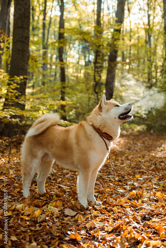 portrait of cute Japanese Akita puppy in autumn forest 