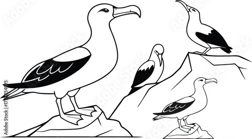 Graceful seabirds poised majestically on rocky outcrops, capturing the wild spirit of coastal life and avian elegance