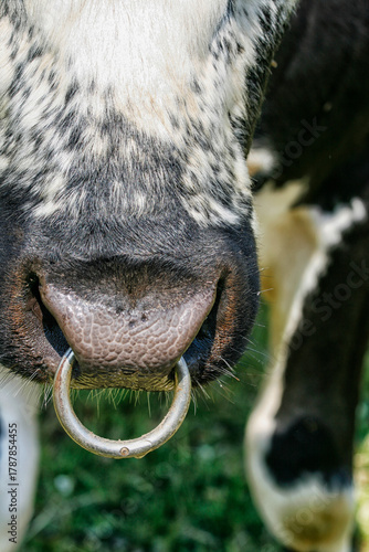 Snout ring on bull