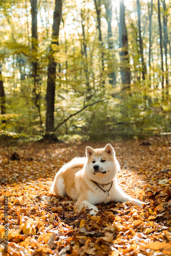 portrait of cute Japanese Akita puppy in autumn forest 