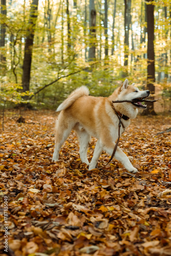 portrait of cute Japanese Akita puppy in autumn forest 