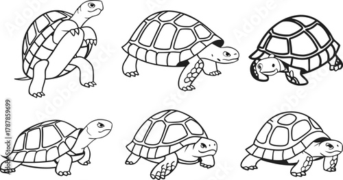Charming collection of six diverse turtles in various playful poses, perfect for educational and whimsical designs
