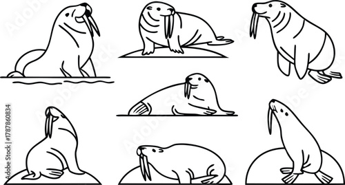 Charming collection of simplified walrus illustrations in various playful poses, perfect for educational and decorative uses