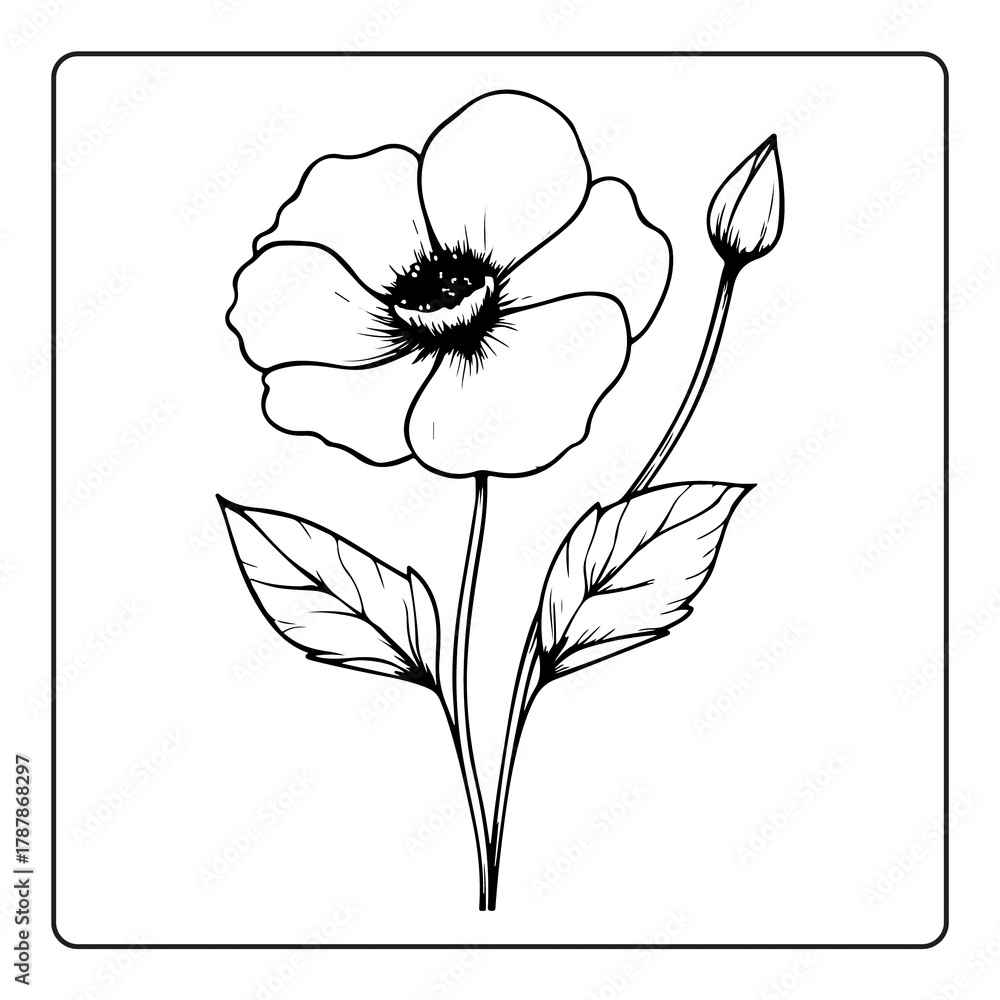 Obraz premium Handdrawn poppy flower illustration with bud and leaves