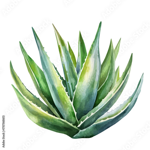 watercolor style minimal yet artistic elements for creative designs. hand-drawn paint, Simple Illustration, A beautiful painting of aloe vera leaves, EPS format, isolated on a white background