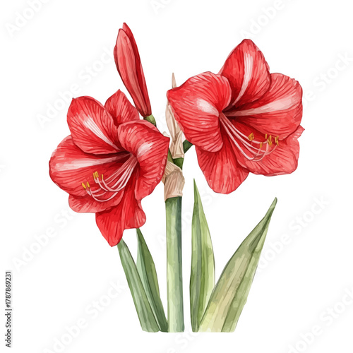 A hand-drawn paint, Simple Illustration, A beautiful painting of red amaryllis flower, EPS format, isolated on a white background, watercolor style, minimal yet artistic elements for creative designs 