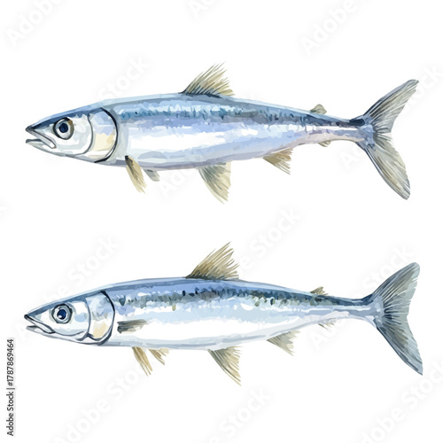 hand-drawn paint, Simple Illustration, A beautiful painting of anchovy fish, EPS format, isolated on a white background, watercolor style, minimal yet artistic elements for creative designs	