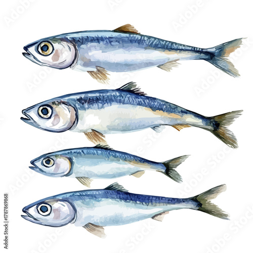 A minimal yet artistic elements for creative designs. hand-drawn paint, Simple Illustration, A beautiful painting of anchovy fish, EPS format, isolated on a white background, Painting set