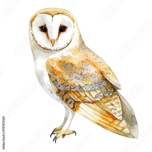 hand-drawn paint, Simple Illustration, A beautiful painting of barn owl bird, EPS format, isolated on a white background, watercolor style, minimal yet artistic elements for creative designs	