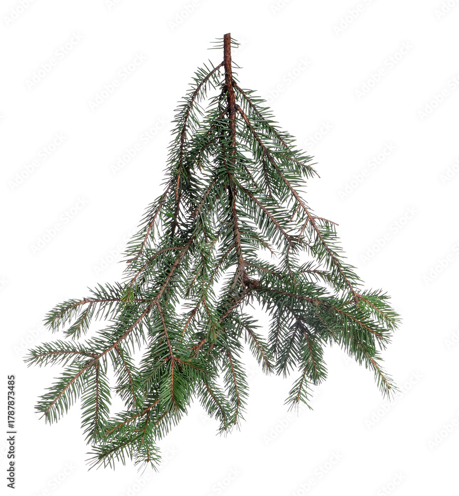 Fototapeta premium Christmas tree branches with green needles isolated on white