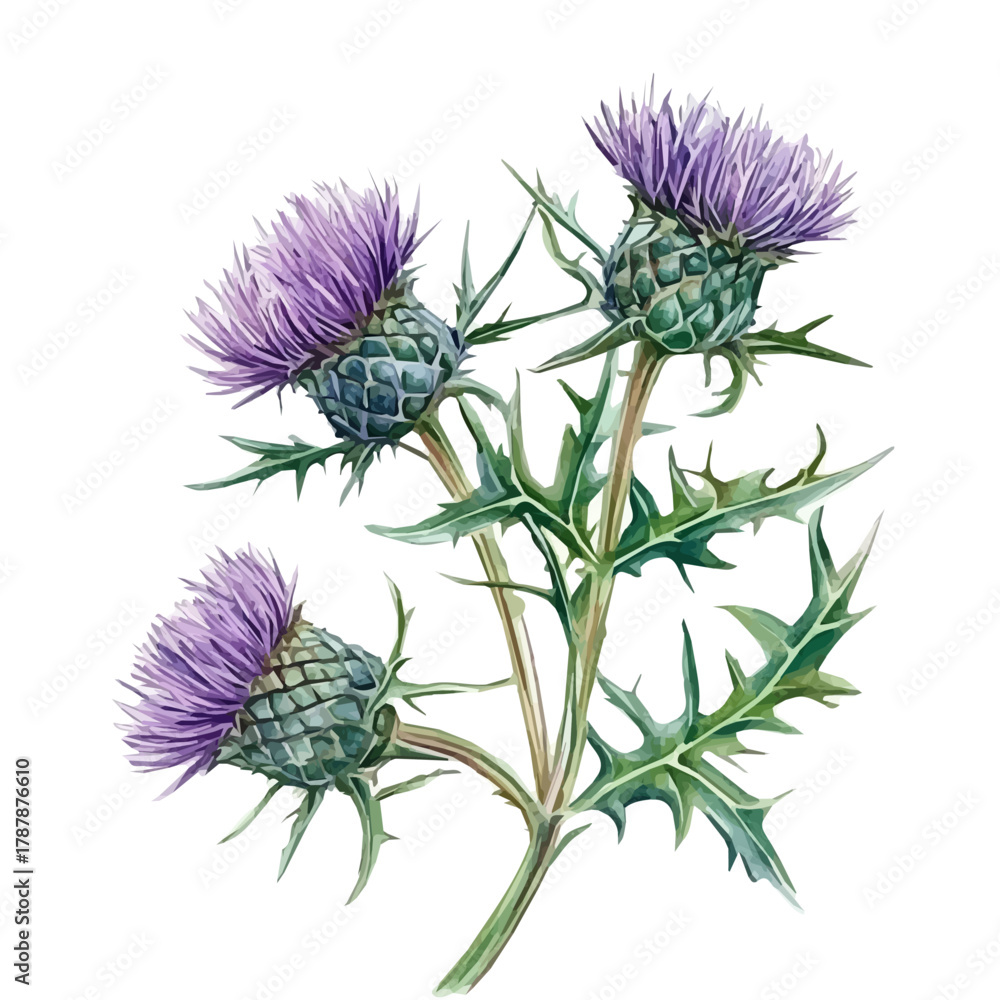 Fototapeta Hand-drawn illustration of blessed thistle in watercolor style, soft artistic elements, isolated on a clean white background, high-quality EPS vector