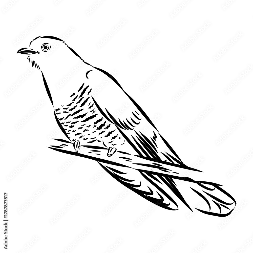 Obraz premium cuckoo bird, vector sketch