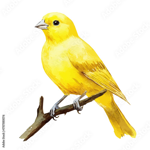 A Hand-drawn illustration of canary bird in watercolor style, soft artistic elements, isolated on a clean white background, high-quality EPS vector. illustration