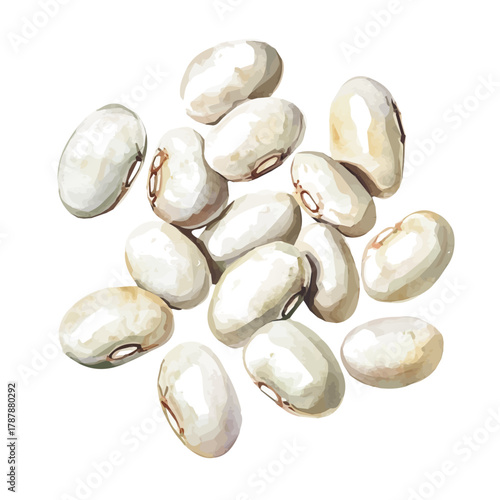 A Hand-drawn illustration of cannellini beans in watercolor style, soft artistic elements, isolated on a clean white background, high-quality EPS vector. illustration